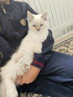 Prachtige kittens, Dieren en Toebehoren, Katten en Kittens | Raskatten | Langhaar, Meerdere dieren