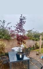 Acer palmatum 'Bloodgood' - Japanse Esdoorn 150cm, Tuin en Terras, Overige soorten, 100 tot 250 cm, Zomer, Ophalen