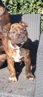 Amerikaanse stafford pups, Dieren en Toebehoren, Honden | Jack Russells en Terriërs, 8 tot 15 weken, American Staffordshire Terriër