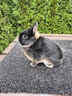 Kleurdwerg zwart otter ram, Dieren en Toebehoren, Mannelijk, Dwerg