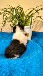 2 tamme Lunkarya cavia's ( broertjes), Dieren en Toebehoren, Knaagdieren, Cavia, Mannelijk, Tam, September