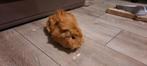 Cavia's tekoop!! Moet snel weg wegens allergie, Dieren en Toebehoren, Cavia, Augustus, Vrouwelijk, Tam
