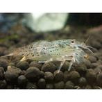 Filipijnse waaierhandgarnaal, Dieren en Toebehoren, Kreeft, Krab of Garnaal