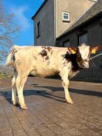 Kruisling kalf te koop, Vrouwelijk, 0 tot 2 jaar