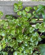 Sedum  3 voor €2,50, Ophalen of Verzenden, Overige soorten, Minder dan 100 cm
