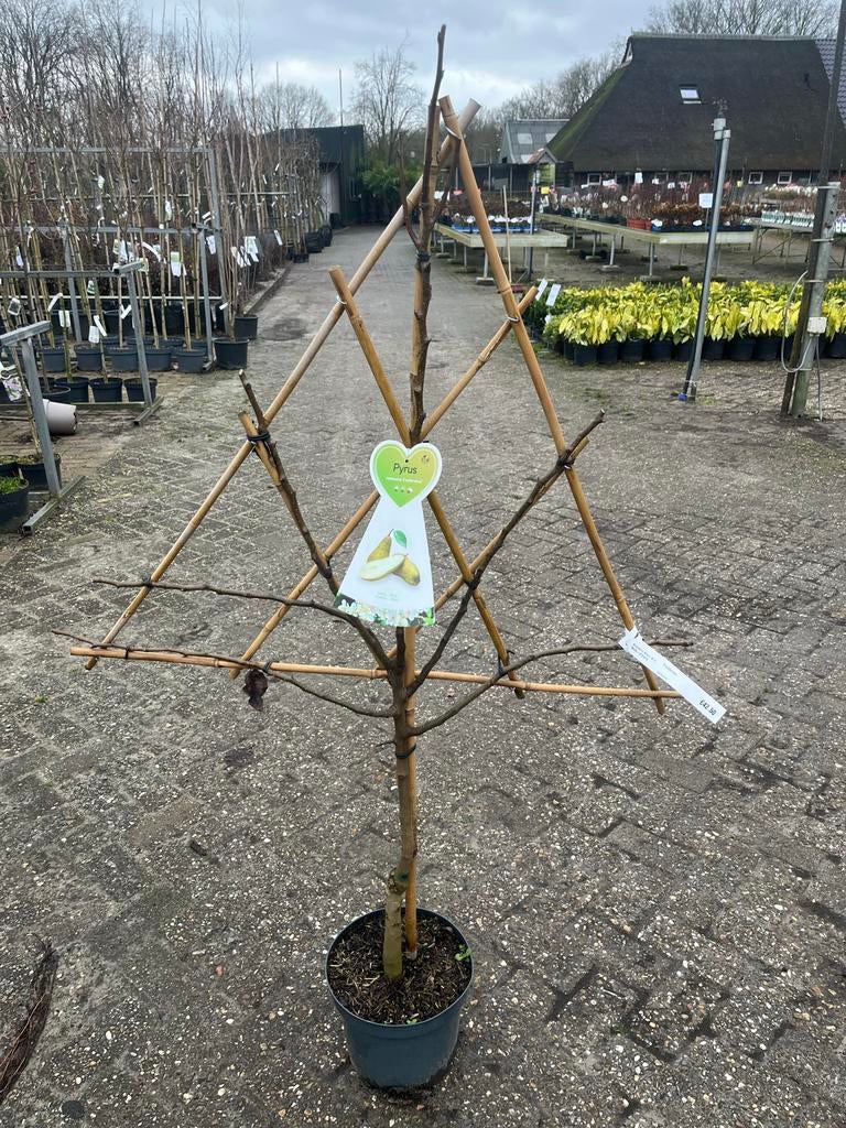 Leiboom Pyrus communis 'Conference', Tuin en Terras, Ophalen, Lente, Volle zon, 100 tot 250 cm