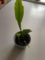 Epiphyllum stekje - Makkelijk te verzorgen!, Huis en Inrichting, Kamerplanten, Ophalen