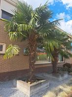 Palmboom, Ophalen, Halfschaduw, 250 tot 400 cm, Zomer