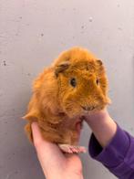 Cavia koppel beren, Cavia, Mannelijk, December, Tam