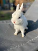 Lief wit dwergkonijntje met blauwe ogen, Dieren en Toebehoren, Konijnen, Mannelijk