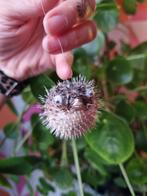 Opgezette Kogelvis - Taxidermie, Antiek en Kunst, Curiosa en Brocante, Ophalen of Verzenden