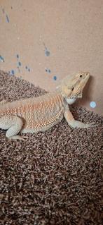 Baardagaam 1 jaar oud, Dieren en Toebehoren, Reptielen en Amfibieën, Hagedis