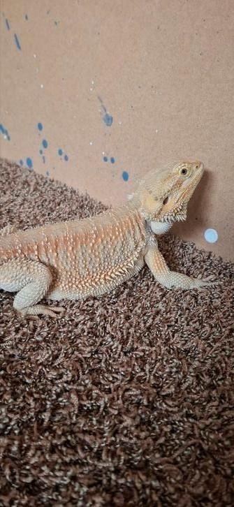 Baardagaam 1 jaar oud, Dieren en Toebehoren, Reptielen en Amfibieën, Hagedis