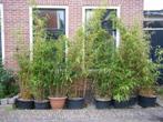 Bamboeplanten in verschillende maten en soorten, Tuin en Terras, Ophalen, Volle zon, Vaste plant, Siergrassen