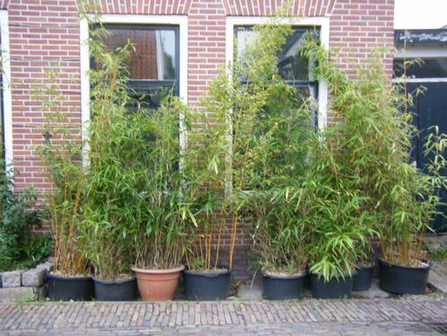 Bamboeplanten in verschillende maten en soorten, Tuin en Terras, Planten | Tuinplanten, Vaste plant, Siergrassen, Bloeit niet