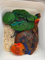 Super tamme baby Edelpapegaaien, Dieren en Toebehoren, Papegaai, Pratend