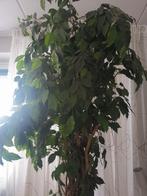Kunststof Ficus Benjamina H 2.50 X Br 1.00 cm, Tuin en Terras, Planten | Bomen, Bloeit niet, Treurboom, 100 tot 250 cm, Ophalen