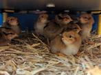 Welsumer kuikens - groot ras, gesext, Dieren en Toebehoren, Pluimvee, Geslacht onbekend, Kip