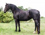 Ongecompliceerde 3 jarige Barock Pinto merrie., Dieren en Toebehoren, Paarden, Merrie, Gechipt, 3 tot 6 jaar, 160 tot 165 cm