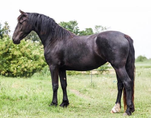 Ongecompliceerde 3 jarige Barock Pinto merrie., Dieren en Toebehoren, Paarden, Merrie, Onbeleerd, 160 tot 165 cm, 3 tot 6 jaar