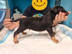Dobermann Puppies op zoek naar een gouden mandje, Dieren en Toebehoren, België, Particulier, Rabiës (hondsdolheid), Overige rassen