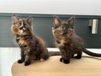 Mooie Maine coon kittens, Dieren en Toebehoren, Katten en Kittens | Raskatten | Langhaar, Poes, Ontwormd