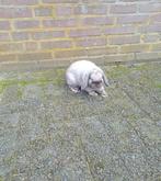 2 voedsters 2 rammen nhd Nederlandse hangoordwerg salander, Dieren en Toebehoren, Konijnen, Meerdere dieren, Dwerg