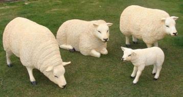 Polyester texelaar schaap met lammeren of ezel beschikbaar voor biedingen