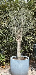 Olfijboom in pot, Ophalen, In pot, Olijfboom, 100 tot 250 cm