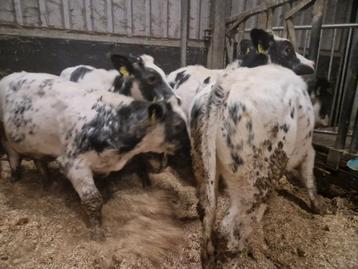 Kruisling blauwe vaarsen beschikbaar voor biedingen
