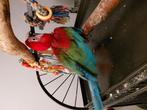 Tamme groenvleugel ara, Dieren en Toebehoren, Vogels | Parkieten en Papegaaien, Mannelijk, Papegaai, Geringd