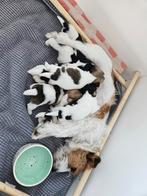Jack russel pups, Particulier, Meerdere, 8 tot 15 weken, Meerdere dieren