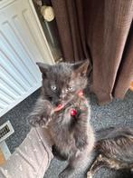 Gratis, Dieren en Toebehoren, Katten en Kittens | Overige Katten, Kater