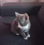 Zeer knappe en lieve kitten, lees aub eerst de beschrijving!, Dieren en Toebehoren, Katten en Kittens | Overige Katten, Poes, Kortharig