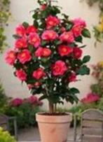 Camellia japonica in diverse kleuren 60/70 in 5 liter pot, Tuin en Terras, Planten | Tuinplanten, Ophalen, Overige soorten, Volle zon