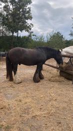 Verzorg(st)er gezocht voor onze Duke, Dieren en Toebehoren, Ophalen, Recreatie