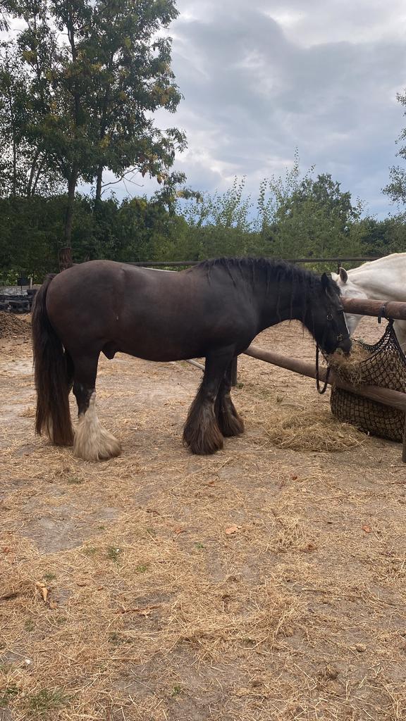 Verzorg(st)er gezocht voor onze Duke, Dieren en Toebehoren, Paarden en Pony's | Overige Paardenspullen, Recreatie, Ophalen