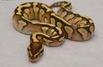 0.1 Lesser super stripe 50% het piebald koningspython, Dieren en Toebehoren, Reptielen en Amfibieën, Slang, 0 tot 2 jaar