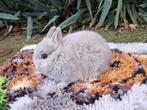 kleurdwerg, Dieren en Toebehoren, Konijnen, Vrouwelijk, Dwerg, 0 tot 2 jaar