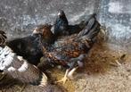 3 mooie jonge hennen / kippen, Dieren en Toebehoren, Vrouwelijk, Kip