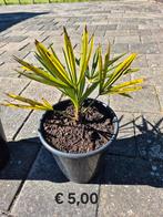 Trachycarpus fortunei palm eigen kweek, Tuin en Terras, Planten | Tuinplanten, Ophalen, Bloeit niet, Overige soorten, Volle zon