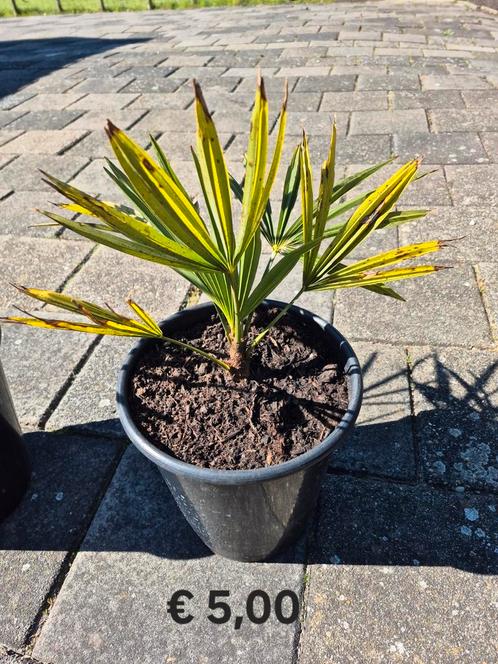 Trachycarpus fortunei palm eigen kweek, Tuin en Terras, Planten | Tuinplanten, Overige soorten, Volle zon, Bloeit niet, Ophalen