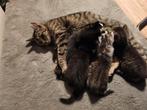 Lieve gesocialiseerde kittens in huiselijke kring, Meerdere dieren, Kortharig, 0 tot 2 jaar