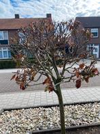 Te koop GEVRAAGD, Tuin en Terras, Planten | Bomen, Ophalen of Verzenden