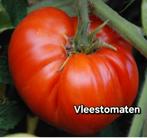 tomaten zaden, Tuin en Terras, Ophalen of Verzenden