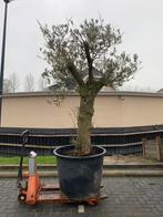 3 Olijfbomen, 100 tot 250 cm, Olijfboom, Zomer, Ophalen