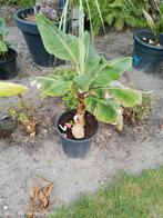 Musa tropicana, Ophalen, Overige soorten, Halfschaduw