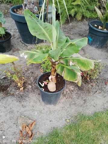 Musa tropicana beschikbaar voor biedingen