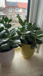 Crassula, Ophalen of Verzenden, Halfschaduw, Minder dan 100 cm