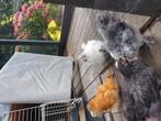 Kuikens zijdehoen kriel en cochin kriel, Dieren en Toebehoren, Pluimvee, Kip